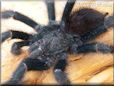 pink toe tarantula