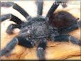 pink toe tarantula