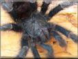 pink toe tarantula
