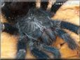 pink toe tarantula