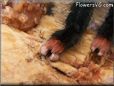 tarantula feet