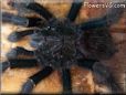 pink toe tarantula
