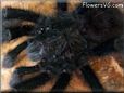 pink toe tarantula