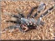 tarantula exoskeleton