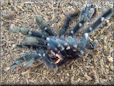 tarantula exoskeleton