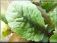 arugula leaf