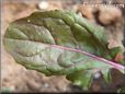 arugula leaf