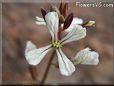 Arugula flower blossom pictures