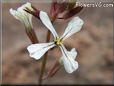 arugula blossom flower