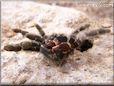 tarantula exoskeleton