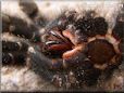 tarantula exoskeleton