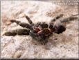 tarantula exoskeleton