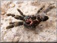 tarantula exoskeleton