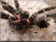 tarantula exoskeleton