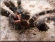 tarantula exoskeleton