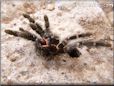 tarantula exoskeleton