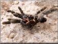 tarantula exoskeleton