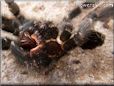 tarantula exoskeleton