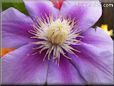 Clematis flower picture