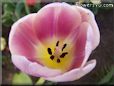 tulip picture