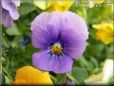 purple and blue pansy picture