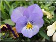 light blue pansy flower