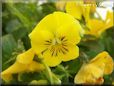 yellow pansy flower