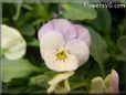 pink pansy picture
