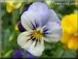 blue and white pansy picture