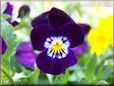 purple pansy flower