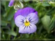 light blue pansy flower
