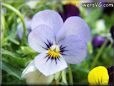 baby blue white pansy flower
