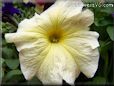 yellow petunia flower