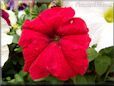 red petunia picture