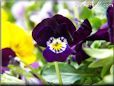purple pansy flower