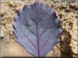small red cabbage