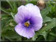blue purple pansy flower