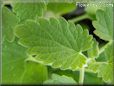 Catnip herb pictures