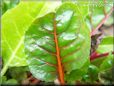 swiss chard stalk leaves