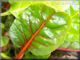  swiss chard stalk leaf
