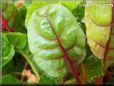  swiss chard stalk leaf