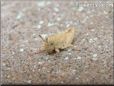 young tan grasshopper
