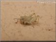 young tan grasshopper