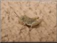 young tan grasshopper