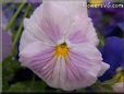 purple white pansy flower