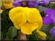 yellow pansy flower