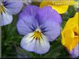 baby blue white pansy flower