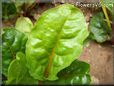 swiss chard stalk leaf
