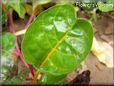  swiss chard stalk leaf