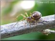 brown widow spider